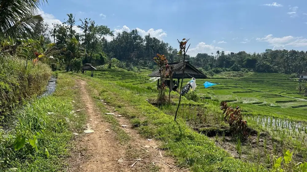 Tanah kebun murah di tabanan bali view sawah
