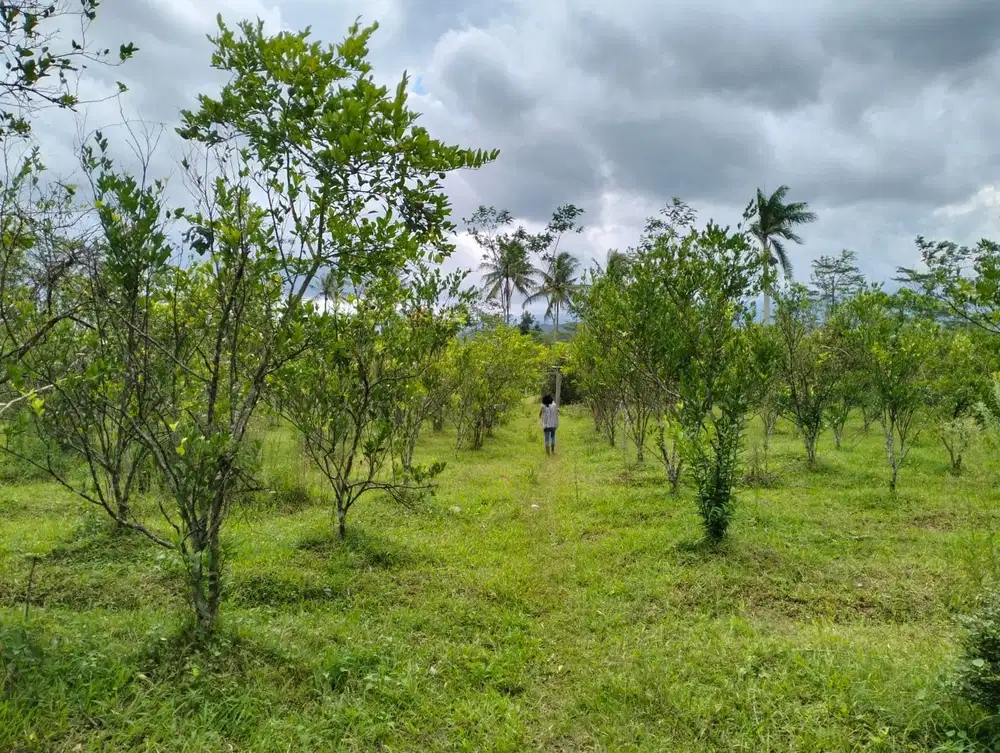 Dijual Cepat Tanah Bagus Buat Kebun, Cluster Perumahan Pakisaji Malang