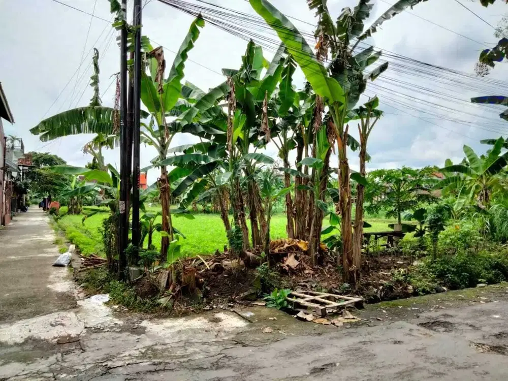 TANAH SAWAH MURAH STRATEGIS DI WONOCATUR BANGUNTAPAN BANTUL YOGYAKARTA