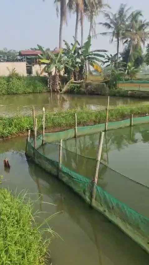 Dijual Kolam Empang di Parigi Ciseeng Bogor