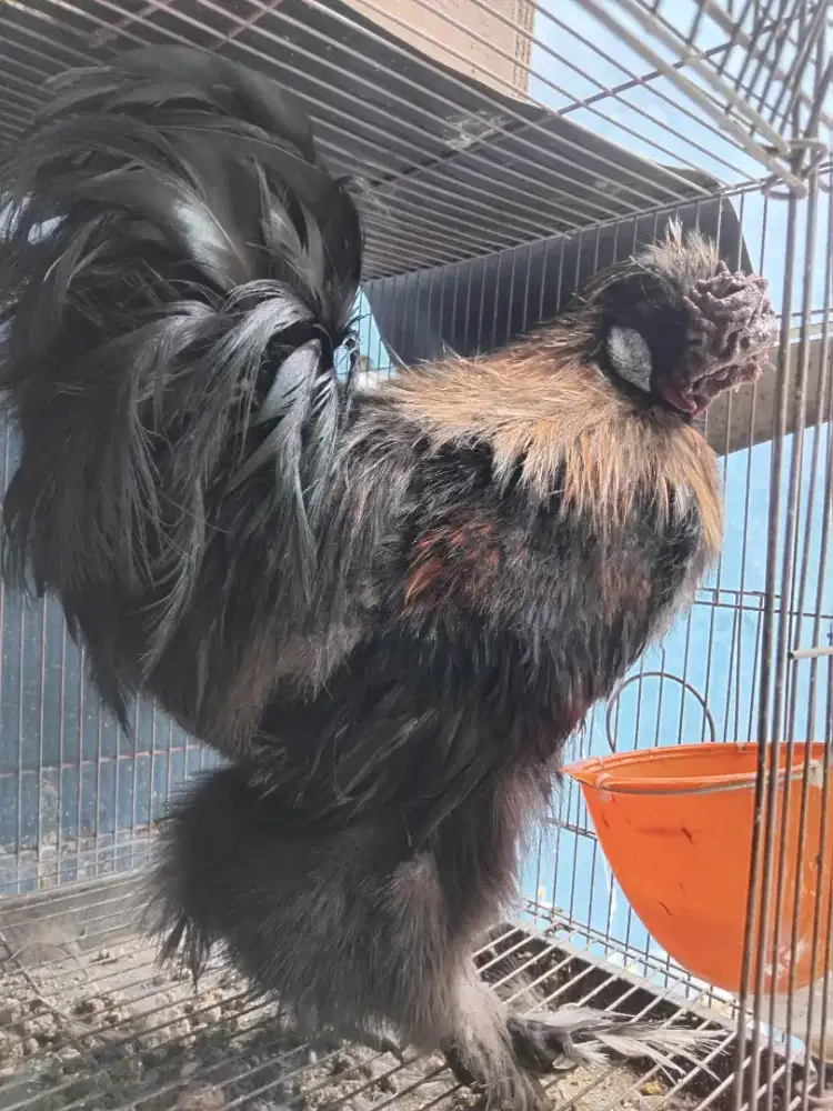 Ayam Kapas /American Silky