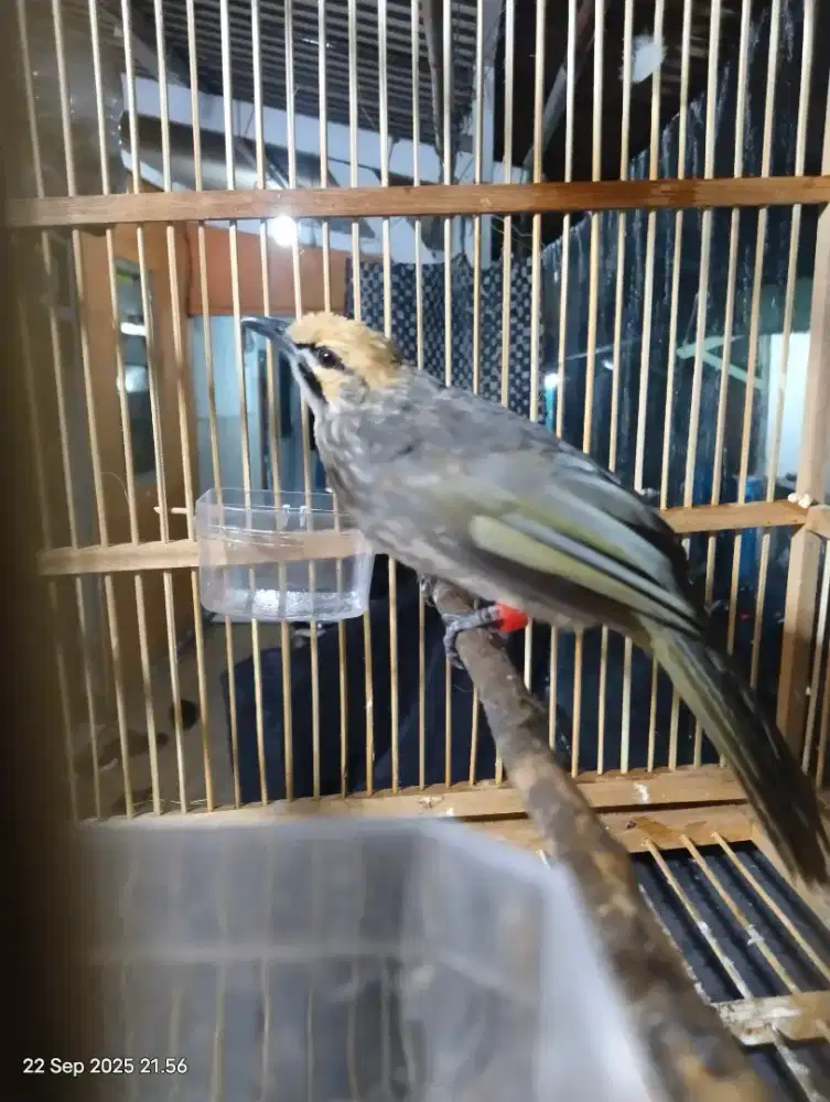 Cucak rowo betina nelor