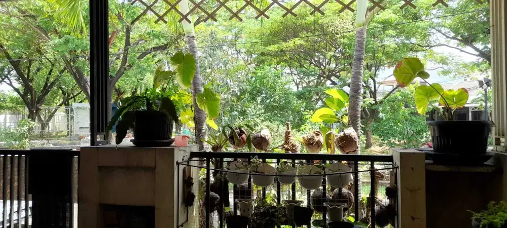 Rumah Murah full renovasi di Cluster Ifolia Harapan Indah Bekasi