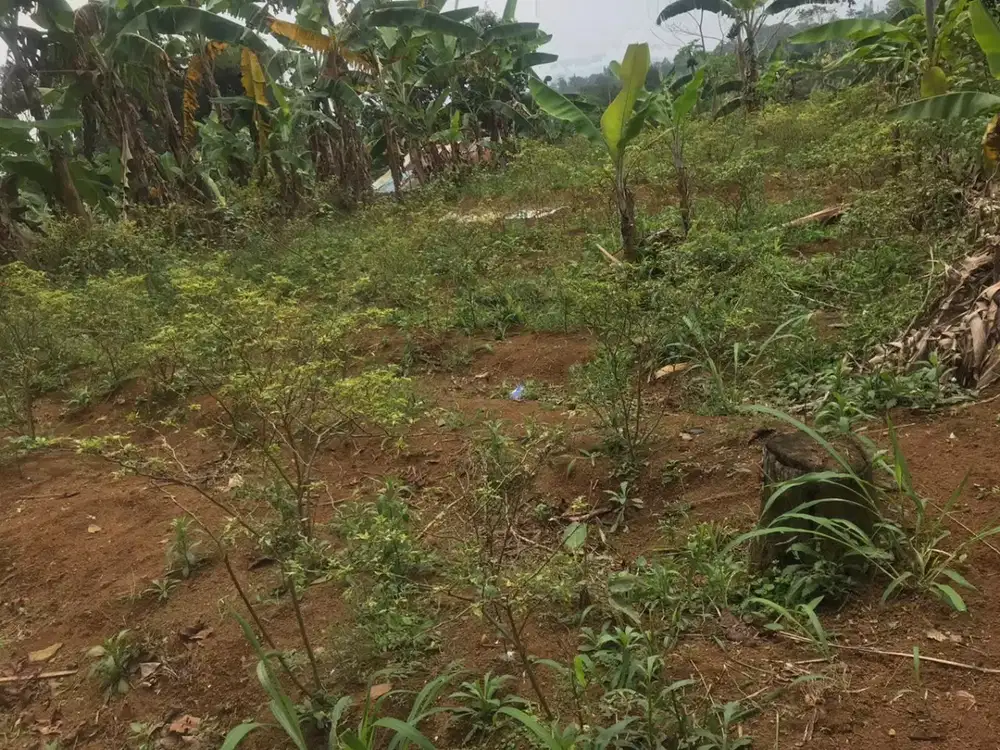 Dijual Tanah Pancawati Bogor, Cocok untuk Villa