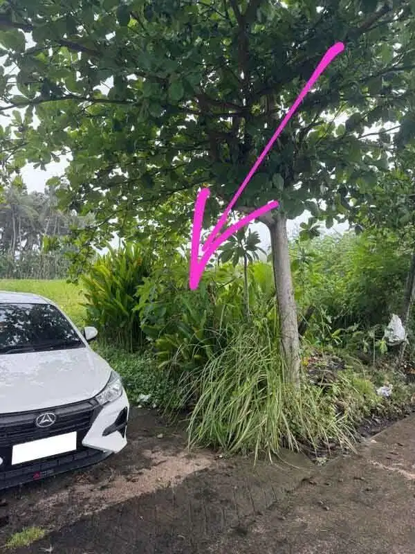 Tanah di Wanasari Bongan Tabanan