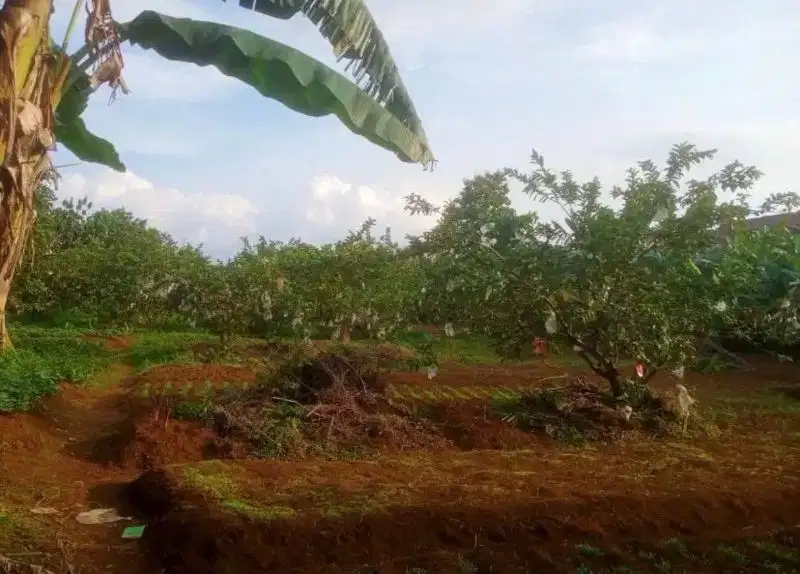 DIJUAL TANAH BUDI AGUNG CIMANGGU BOGOR