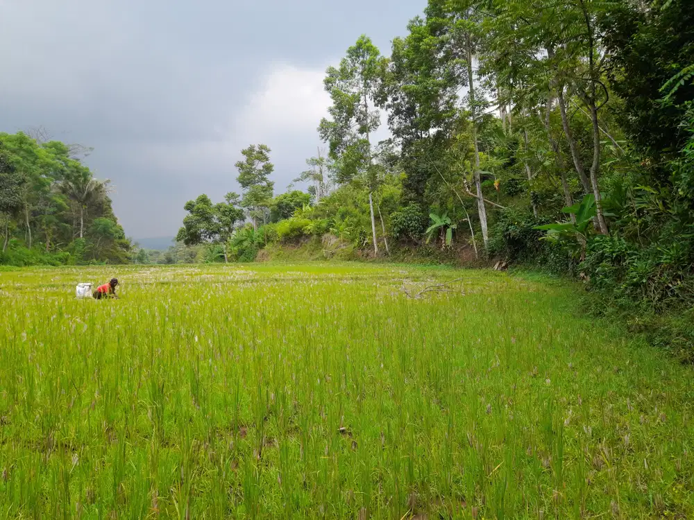 Dijual Murah Tanah Sawah 2196 m2 Ada Mata Air di Bojong Purwakarta