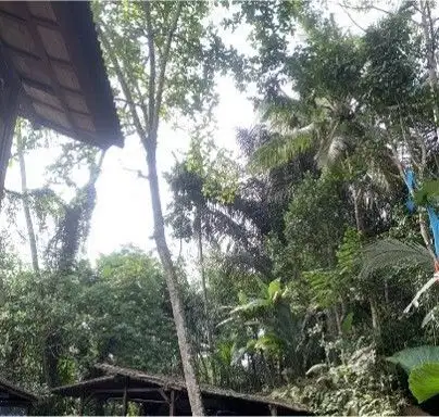 Discover Freehold Stunning Forest View Land In Keliki Village – Ubud - Thumbnail 4