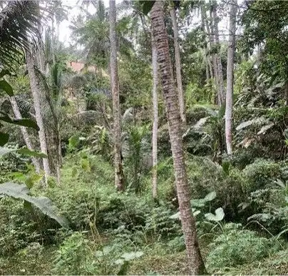 Discover Freehold Stunning Forest View Land In Keliki Village – Ubud - Thumbnail 3