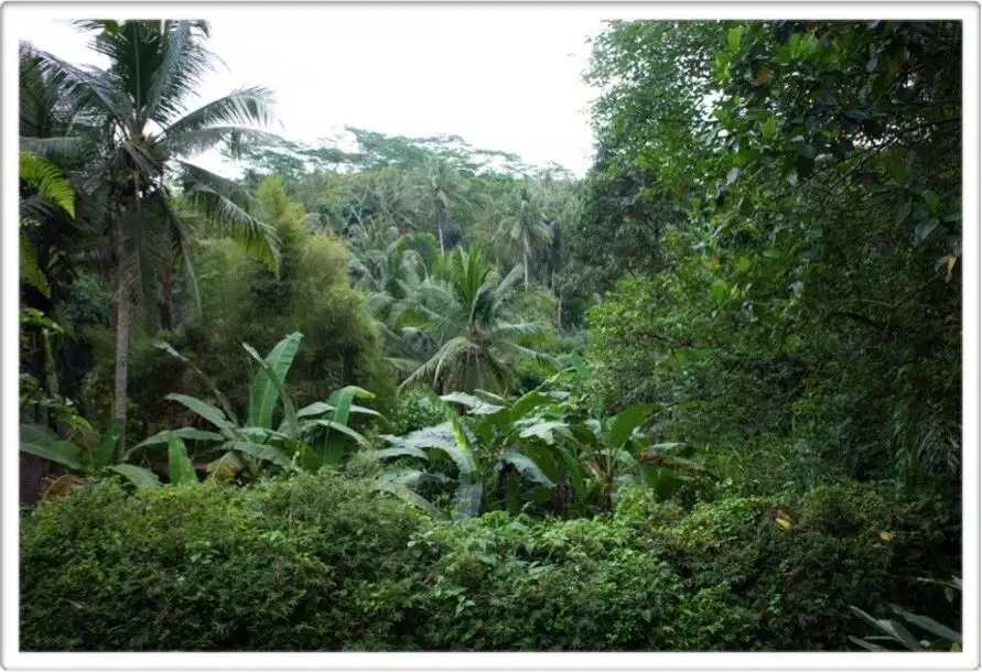 Discover Freehold Stunning Forest View Land In Keliki Village – Ubud