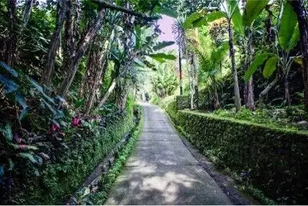 Discover Freehold Stunning Forest View Land In Keliki Village – Ubud - Thumbnail 2