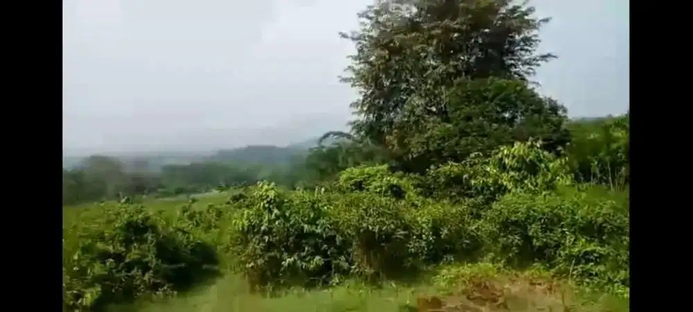 Di jual BU tanah di Desa Mekarwangi, Cariu, Bogor Timur