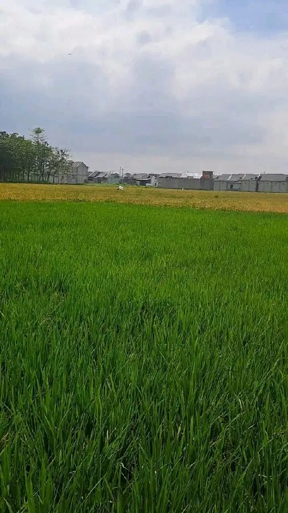 tanah lahan sawah masih aktif Bojongsoang, Cibojong Haur Hapit