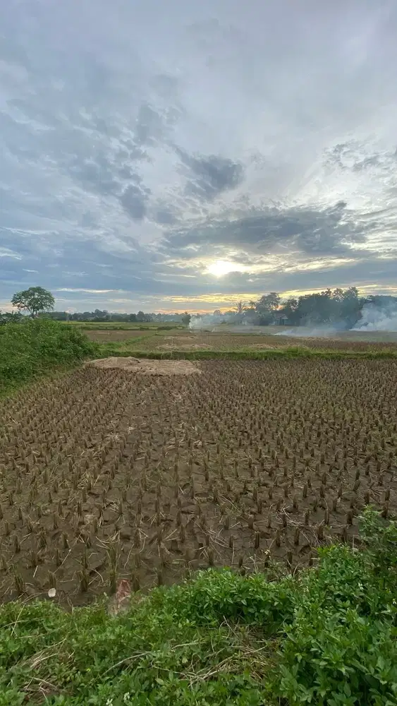 Tanah Padat Sawah Dijual Cepat Di Babat, Legok, Tangerang