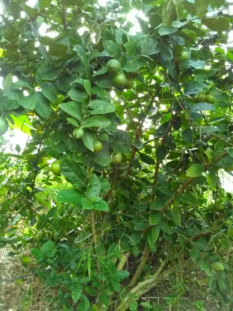 Dijual  tanah murah diciseeng bogor jawa barat