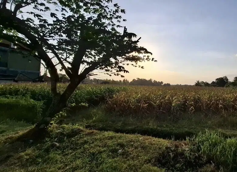 Dijual tanah zona pink dekat pantai di selemadeg didaerah berkembang