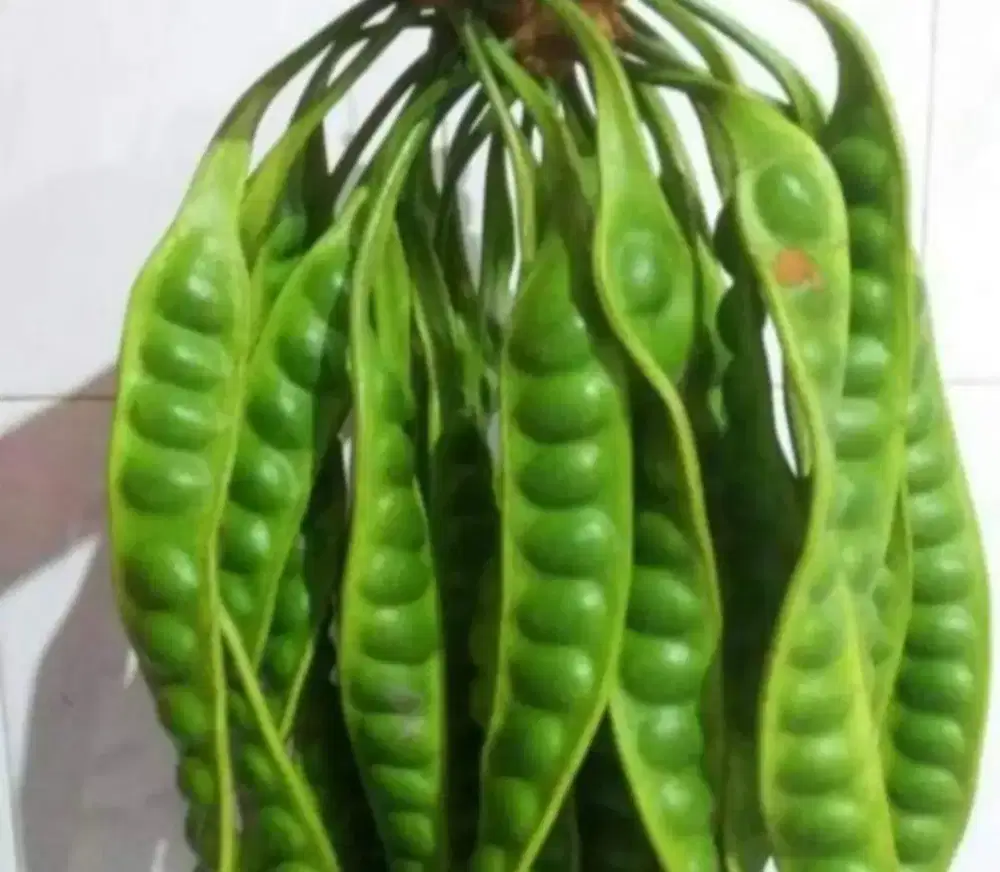 Bibit petai kualitas unggul cepat berbuah