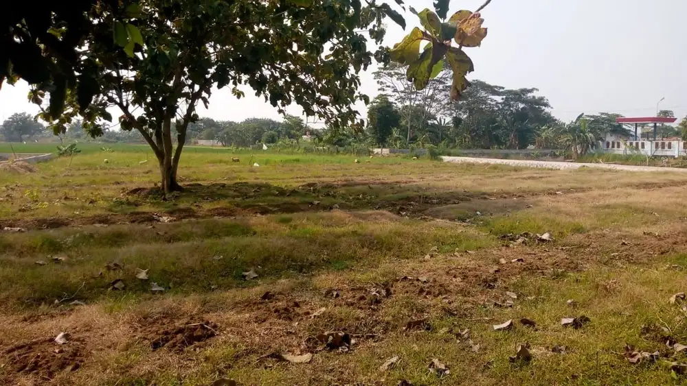 Tanah murah untuk perumahan dan perkebunan di bekasi muara gembong