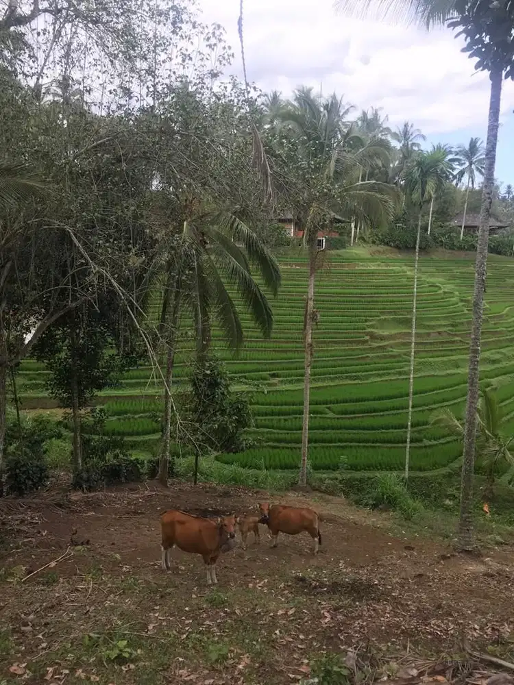 Dijual tanah 2 hektar di Gn Salak Selemadeg Tabanan Bali