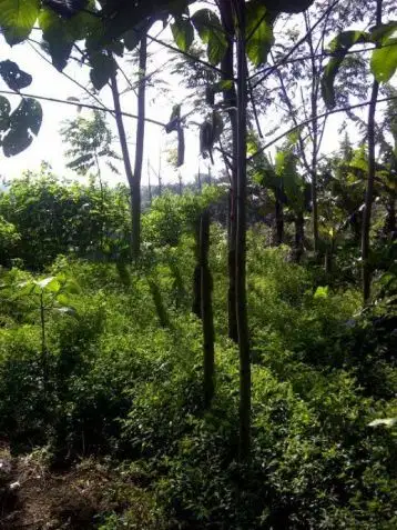 Kavling Di Bandung Utara - Henny