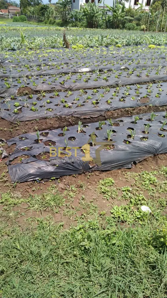 Murah Tanah Perkebunan Di Parongpong