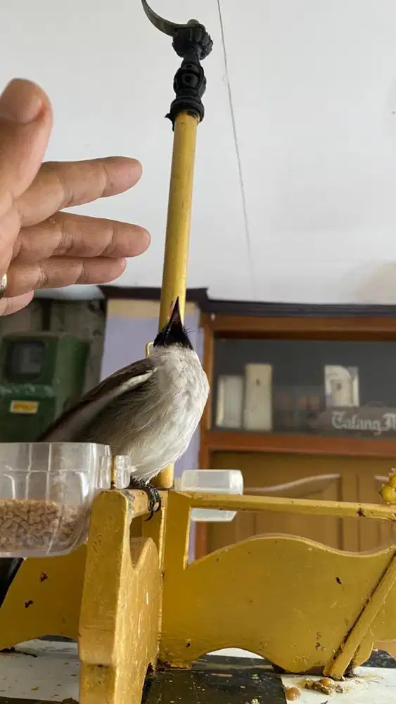 kutilang atau cangkurileng