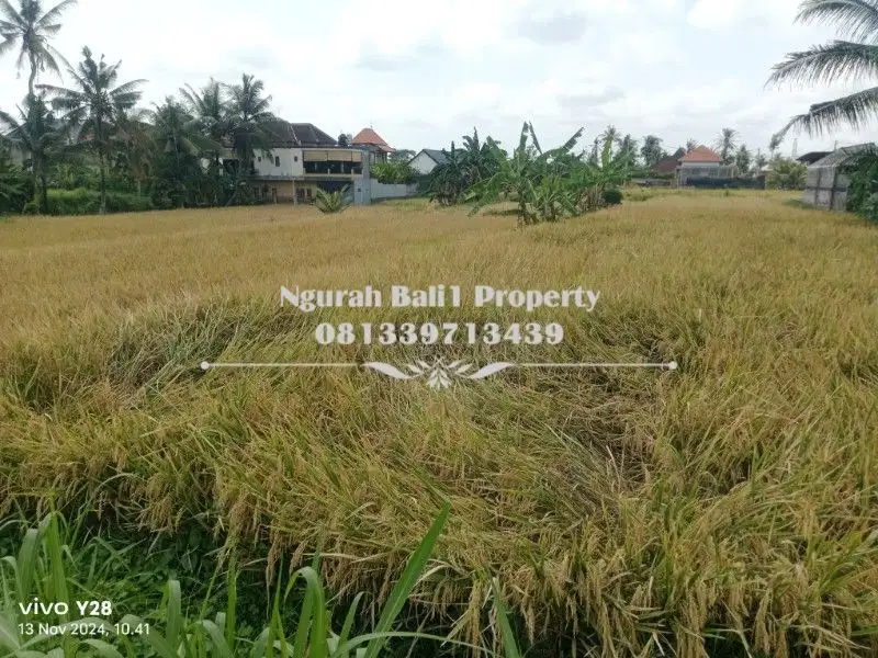 Tanah Disewa Luas 15 Are View Sawah Lingkungan Villa