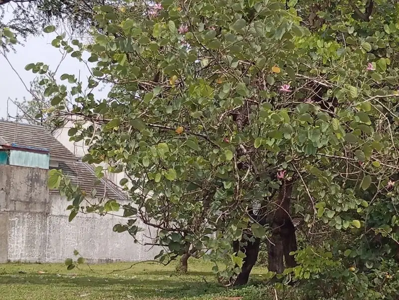 KAVLING SECOND BOULEVARD DI KOTA WISATA