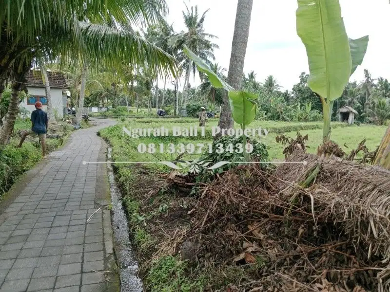 Disewakan Tanah Murah Luas 1200 m2 di Sentral Ubud