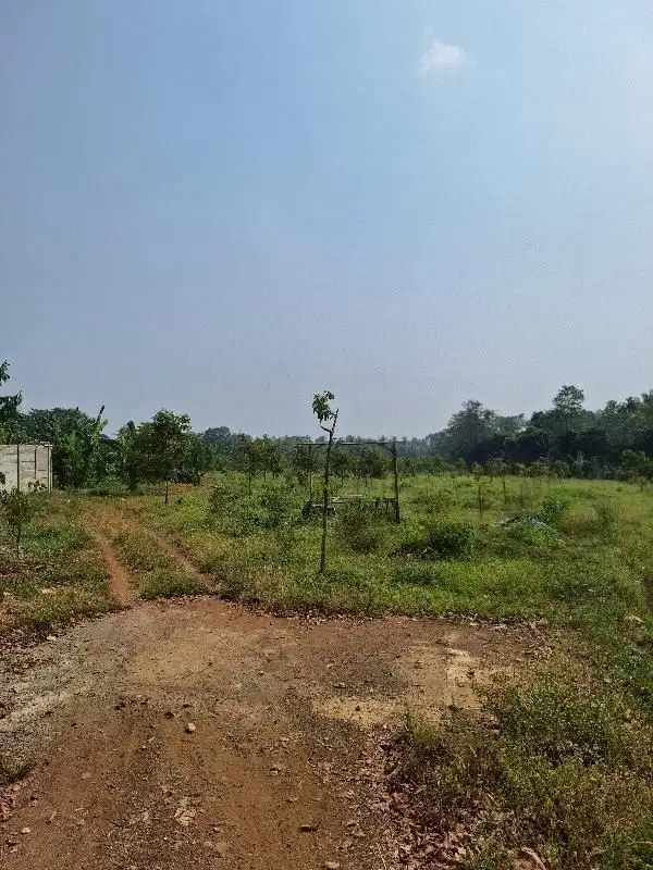 Dijual kebun durian musangking, pasti untung, di  Jonggol
