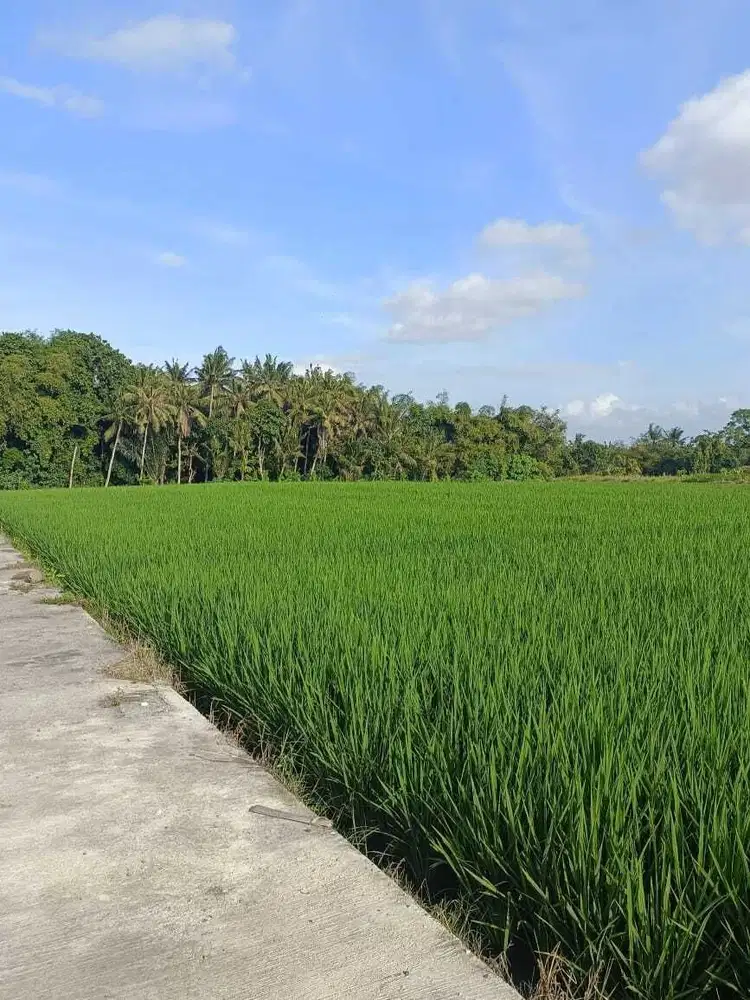 Dijual sebidang tanah terletak di area kawasan pantai Kedungu
