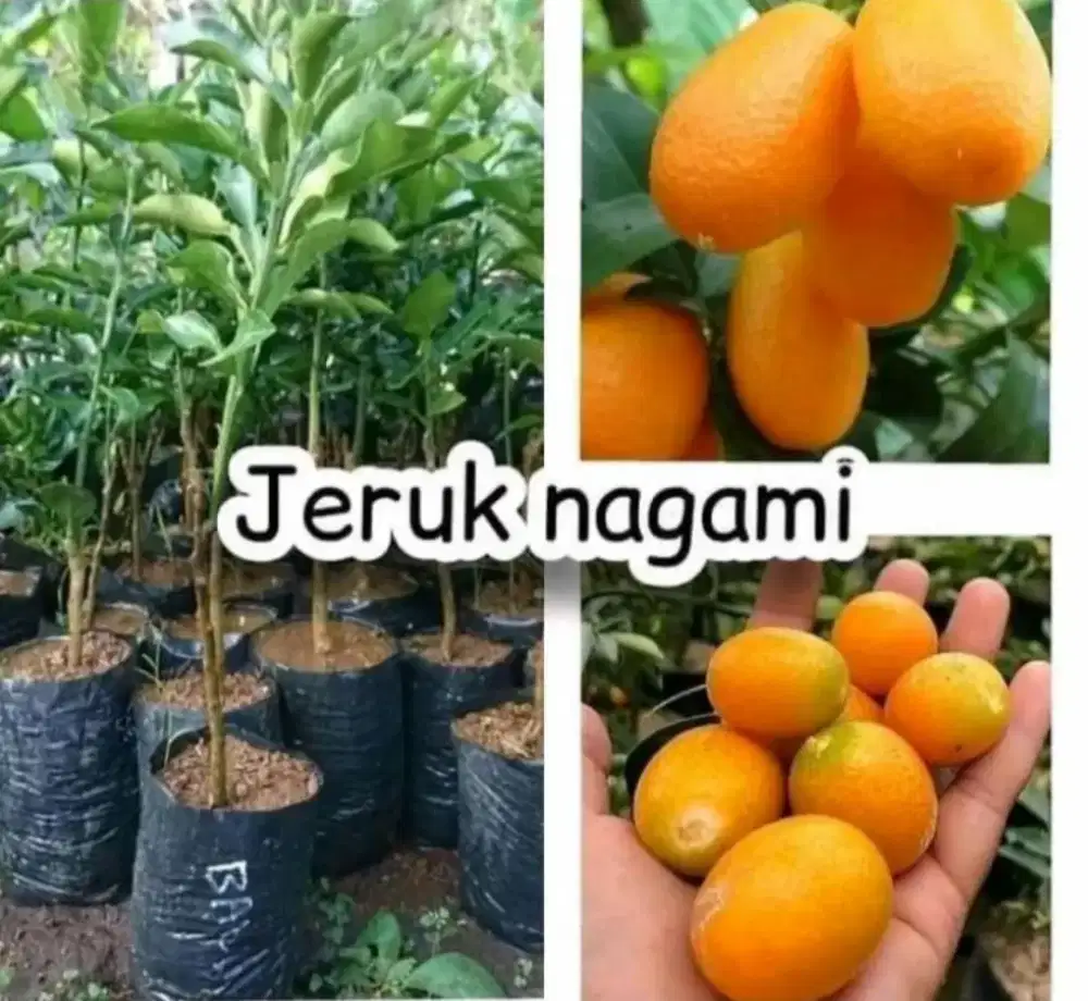 Bibit buah jeruk nagami jepang