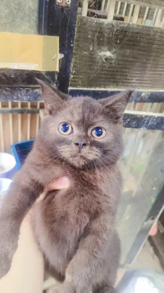 Jual kucing mix british