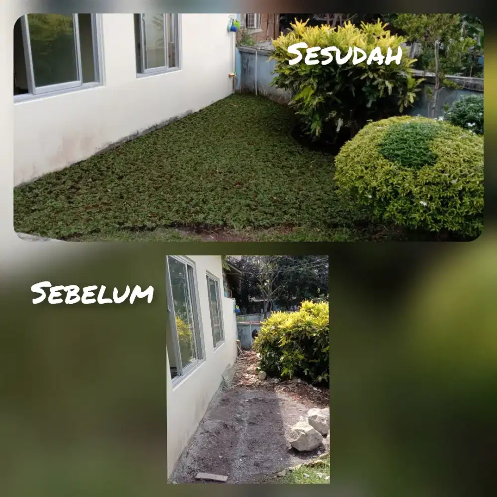 Jual rumput gajah mini untuk bikin taman