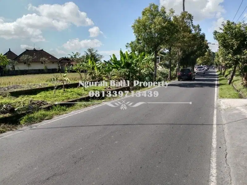 Tanah Murah Disewakan Luas 600 m2 Pinggir Jalan Utama Kengetan di Ubud