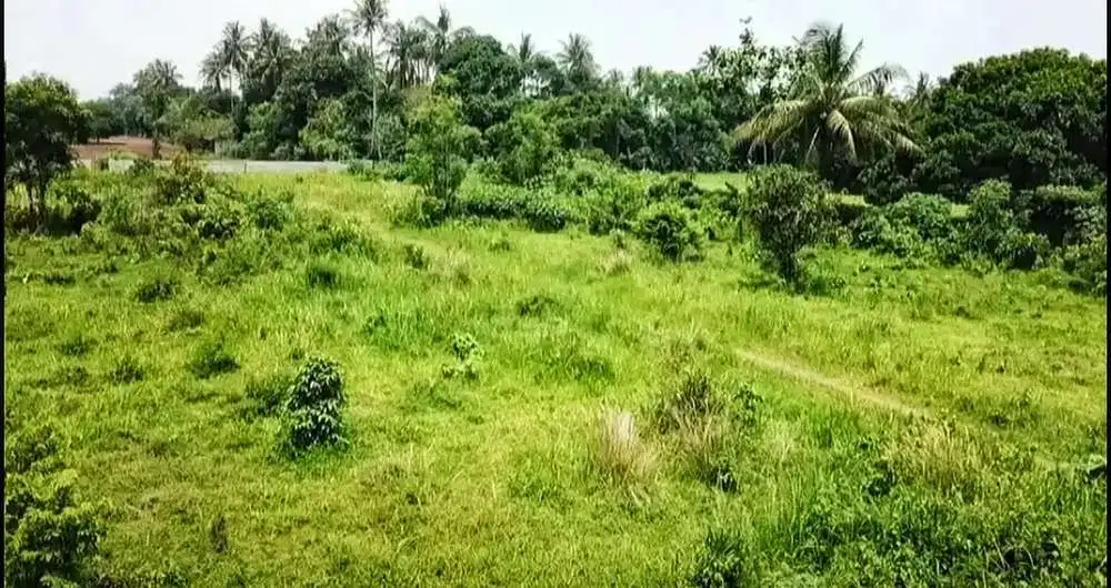 Jual Tanah di Jl. Raya Dangdang Cisauk Dekat BSD