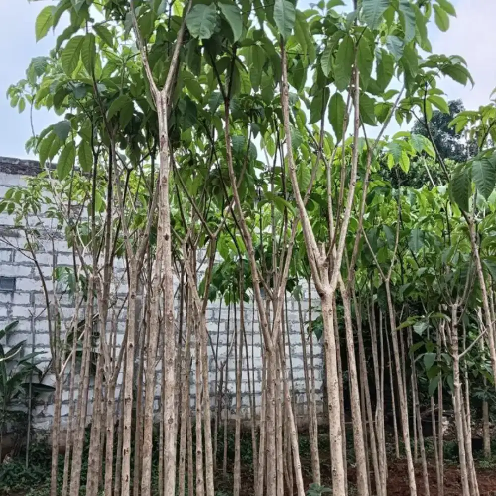 Jual pohon tabebuya rosea tinggi 2-5 meter