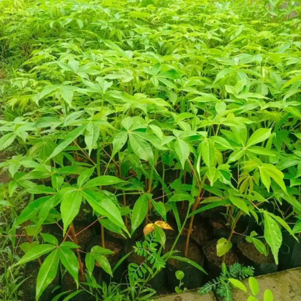 Bibit randu buat tajar cabe jamu