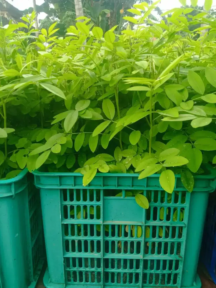 Bibit indigofera pakan kambing domba