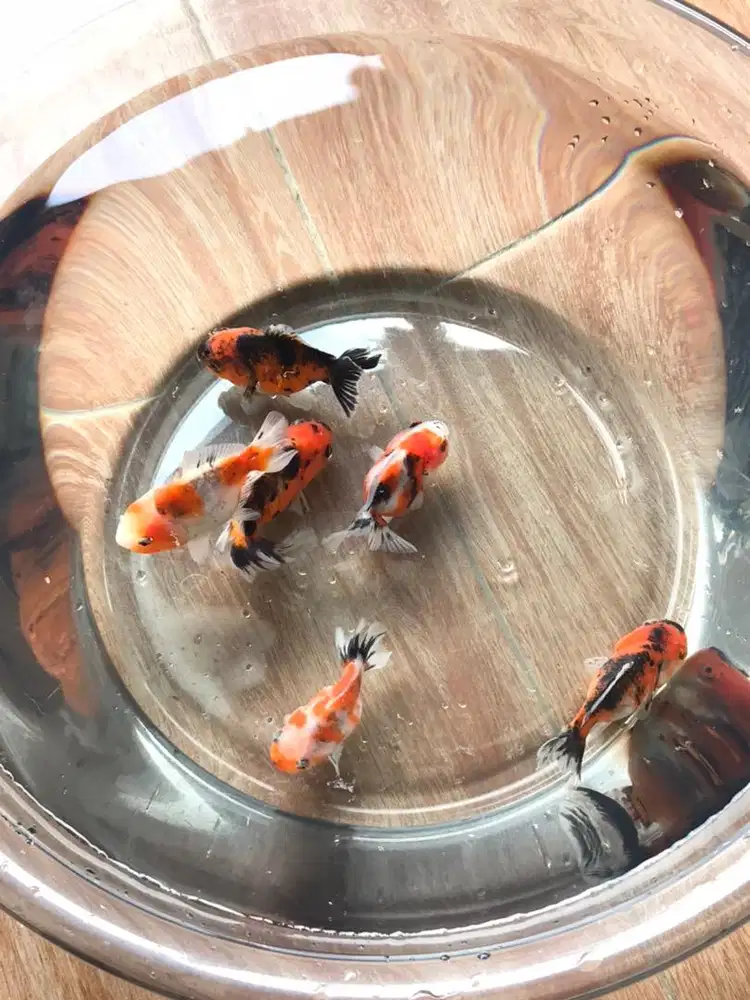 Mas Koki Oranda Sort Tail