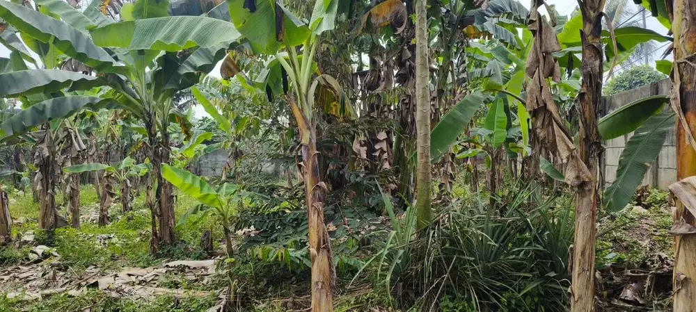 Dijual Cepat Tanah Cisauk Murah Siap Bangun