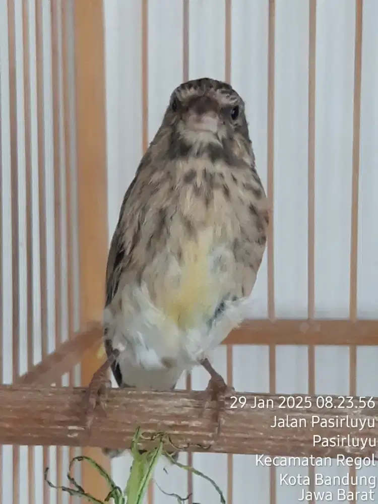 Blackshroat prospek fik 100% jantan udh ngeriwik usia 3bln