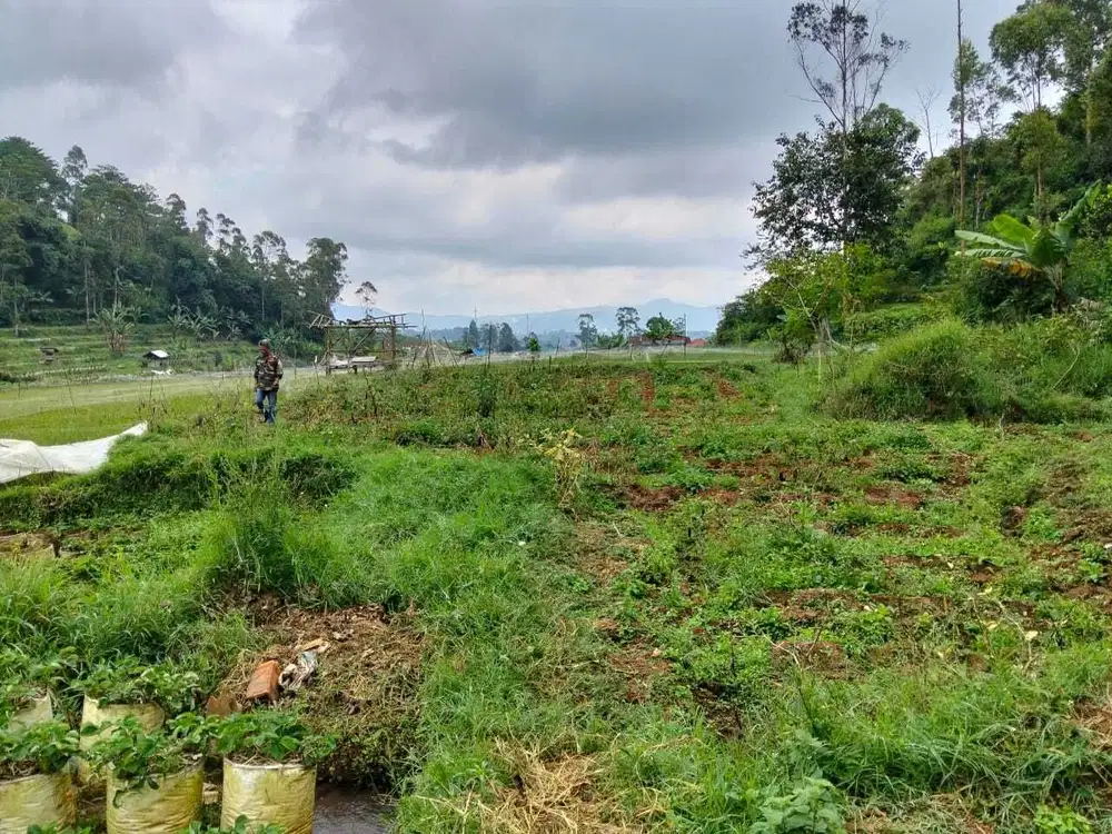 Dijual Tanah Luas Dekat Ciwidey Kawasan Wisata-Cocok Untuk Usaha, Nego