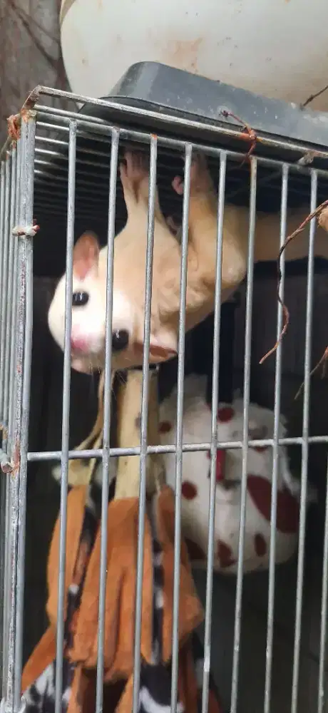 Jual Sugar glider Leucistic betina dan dapat bonus kandang galvanis