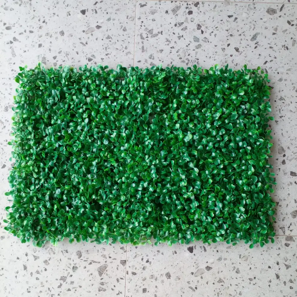 jual daun dollar per pcs