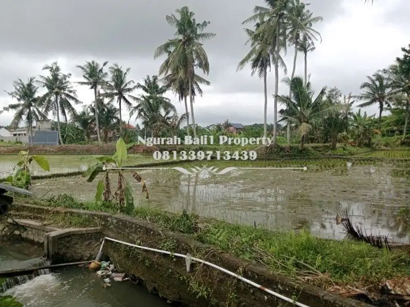Dijual Tanah Premium Murah Luas 30  Are di Ubud Gianyar Bali