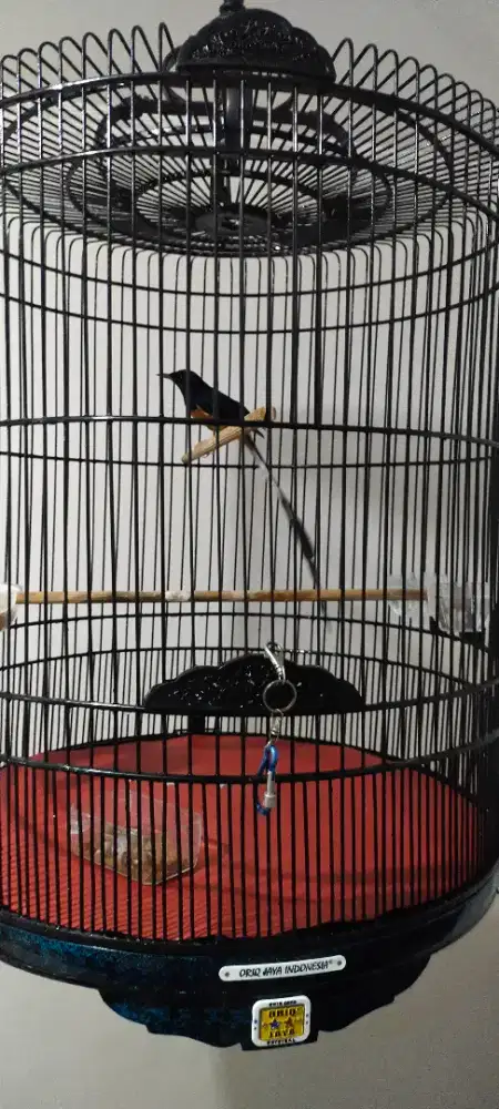 Burung Murai Batu Ekor  Panjang 32 Cm Sudah Gacor