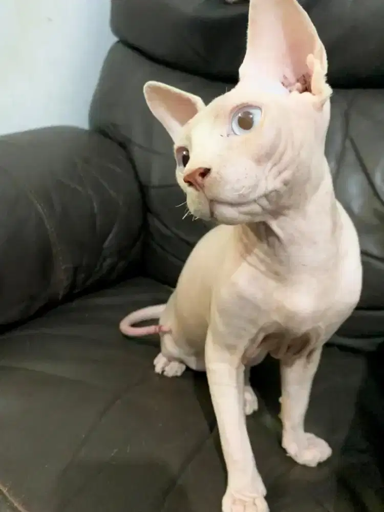 Sphynx kitten blue eyes open adopt spinx sphink