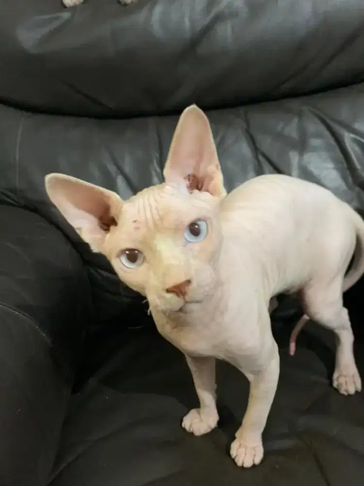Sphynx kitten blue eyes open adopt spinx sphink