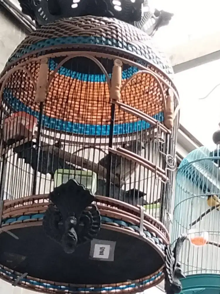 Perkutut lokal krossing gacor